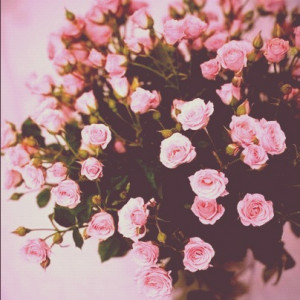 Pink Flowers Tumblr Quotes Garden of pink roses