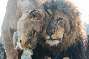 African Lions - Our Love Is Here To Stay