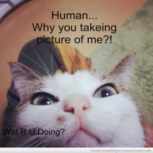Funny cats | Top 35 most funniest cat quotes
