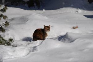 50 Majestic Cats Playing In The Snow