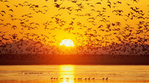 ... Animals » birds sunset sky sea mountains HD Free Animals Wallpaper