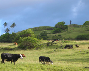 cows grazing