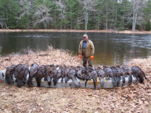 Fur Trapping Beavers