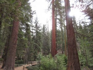 Delights of the Heart: Monday's Quotes, Magnificent Trees