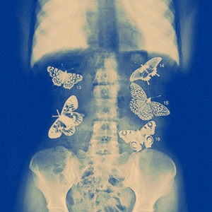 Butterflies In My Stomach Quotes