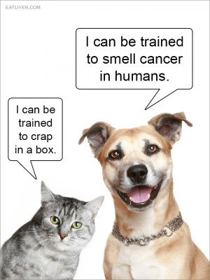 Cats vs. Dogs | Funny Pictures and Quotes
