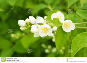 Jasmine Flower Growing The