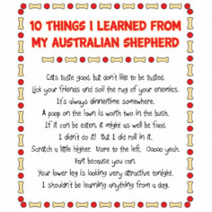 Australian Shepherds Funny