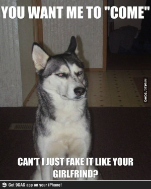 Grumpy Cat ... you have competition ...Sarcastic dog