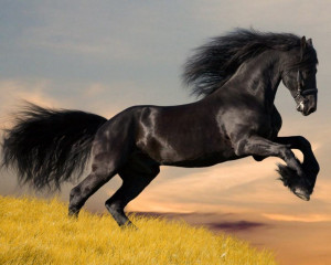Download Arabian Horses wallpaper, 'arab horse'.