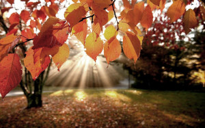 Mooie herfst achtergrond met herfstbladeren en een opkomende zon | HD ...