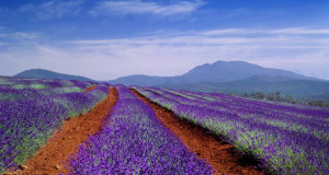 Bing Images - Tasmania - Lavender field in Tasmania, Australia -- SIME ...