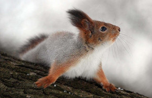 Cute Funny Squirrel Amazing