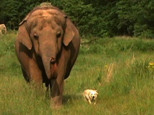saw a video about the dog and elephant! They are so sweet, very best ...