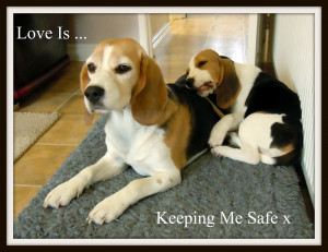 Quotes Funny Beagle Pics With Ments Paralegal Jokes