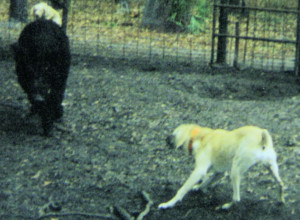 Hunting With Hog Dogs