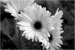 Black And White Flower Cover Photos Hd Black And White Flower High ...