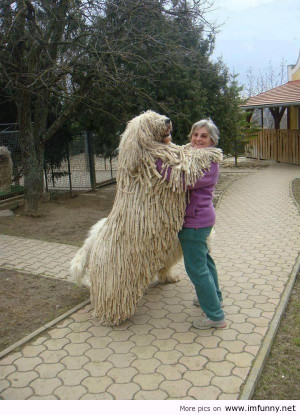 Just a little funny dog