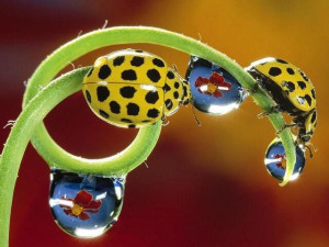 ... , Macro Photography, Dew Drop, Amazing Nature, Lady Bugs, Water Drop