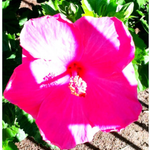 My Fav Flower Hibiscus
