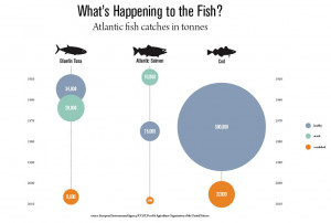 New graphics show decline in fish stocks