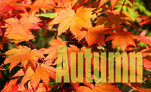 Top 10 Best Autumn Quotes