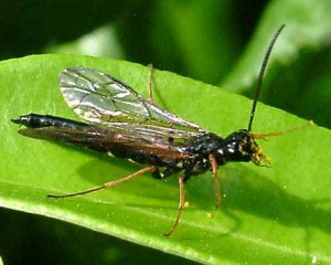 Flying insects pictures