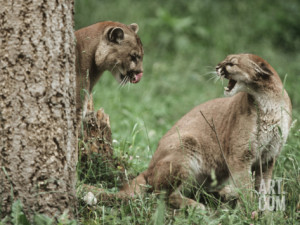 Male vs Female Mountain Lion