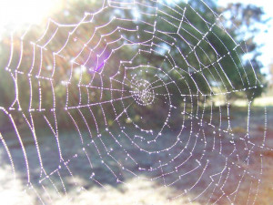 Spider webs are incredibly fragile and those little spiders work so ...