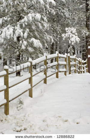 ... line-during-a-snow-storm-with-snow-covered-pine-trees-in-12886822.jpg