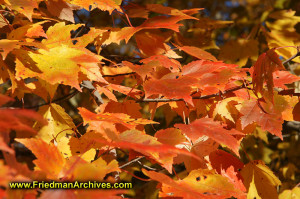 fall,leaves,color,orange,autumn,leaf,tree,branch,