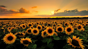 sunflowers field hd desktop wallpaper download this wallpaper for free ...
