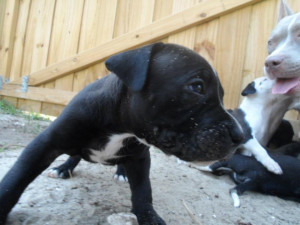 12342d1341202955-cannot-identify-father-pit-bull-litter-pictures ...