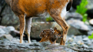 Highly relevent: fawn with mother