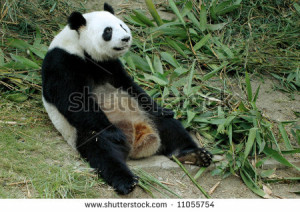 Pandas Wrestling Cute Panda