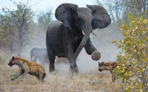 Africa | A protective elephant mother fights off a pack of hyenas to ...