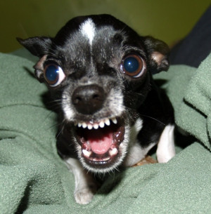 Mad dog is a funny picture of a small, cute dog.