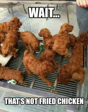 Animal memes – Wait.. That’s not fried chicken