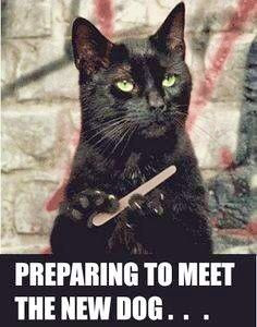 Black cat funny dog quote