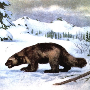 Wolverine Animal Pictures Animal Pictures for Kids with Captions to ...