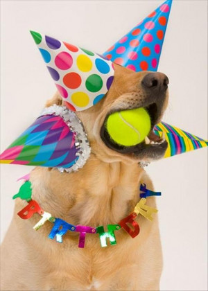 Funny Animal Birthday Pictures Funny birthday animal memes