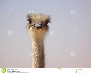 Ostriches Funny #1 Ostriches Funny #2 Ostriches Funny #3 Ostriches ...