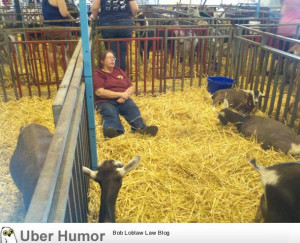 Went to the state fair and saw this lady napping with the goats.