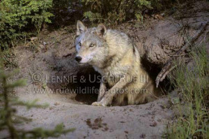 Gray Wolves Den