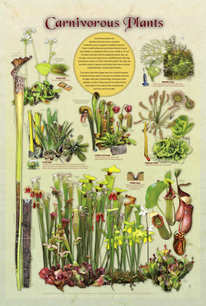 carnivorous plants