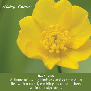 Gallery of pictures of buttercup flower. VIEW HERE