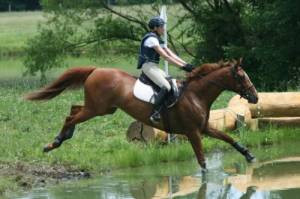 Discuss Appaloosa stallions! at the Horse Breeding forum - Horse ...