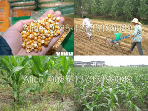 low price of manual corn seed planter 0086-13733199089