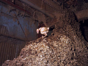 This hen forages for scraps on a massive pile of chicken waste. Source ...