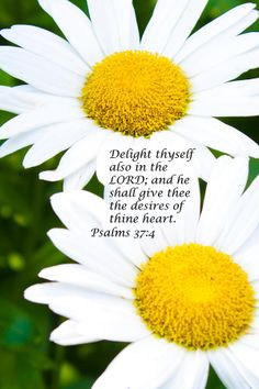 daisy photo with Bible verse | Daisies Photograph - Daisies Fine Art ...